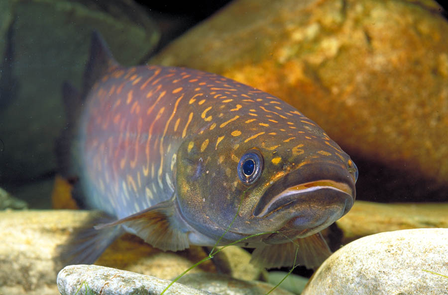 Galaxias argenteus